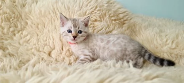 cuccioli bengala 2 mesi | Foto 2