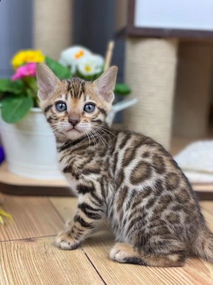 cuccioli bengala 2 mesi