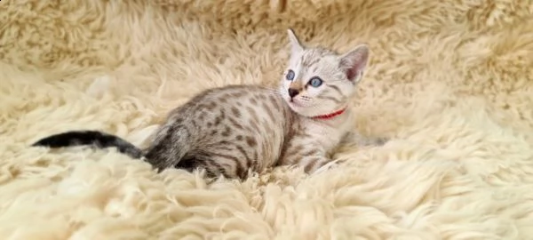 cuccioli bengala 2 mesi | Foto 1