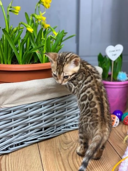 cuccioli bengala 2 mesi | Foto 0