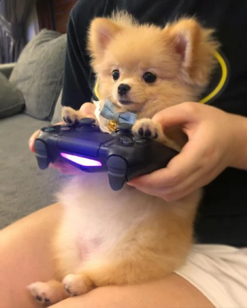  regalo  volpino pomerania mini toy 