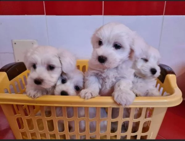    regalo allevamento maltesi taglia mini toy