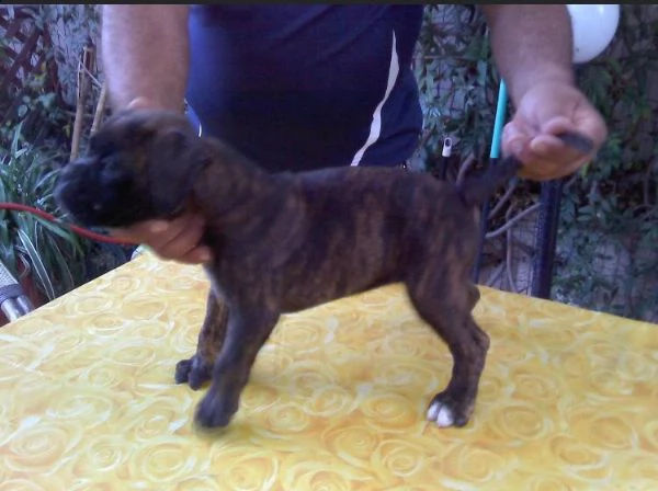   regalo estremamente carino cuccioli di boxer per l'adozione