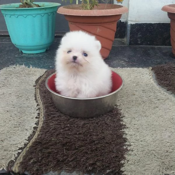 gratuito pomeranian mini%%%%%