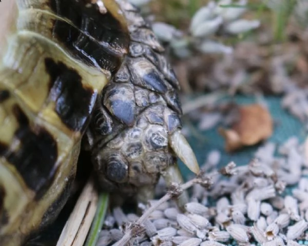tartarughe testudo horsfieldii | Foto 0