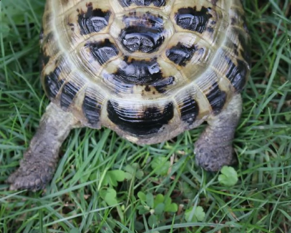tartarughe testudo horsfieldii