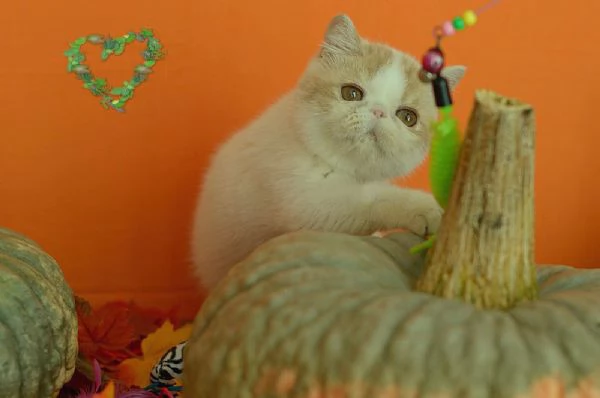 exotic shorthair cuccioli