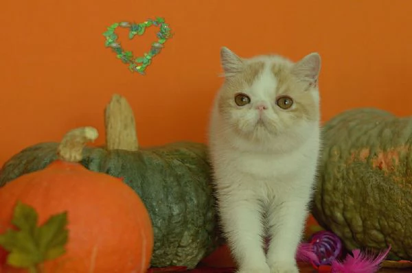 exotic shorthair cuccioli | Foto 2