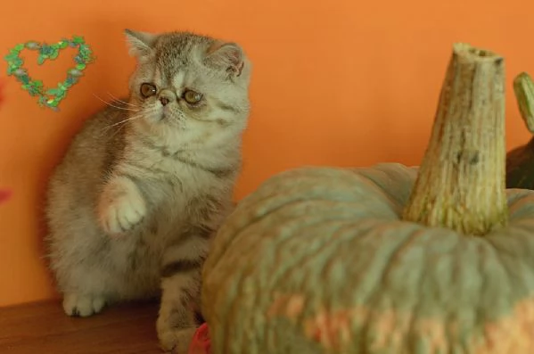 exotic shorthair cuccioli | Foto 1