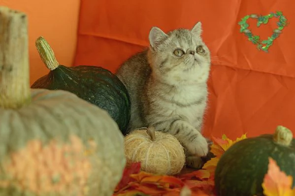 exotic shorthair cuccioli | Foto 0