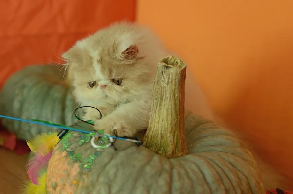 persiano maschio crema e bianco