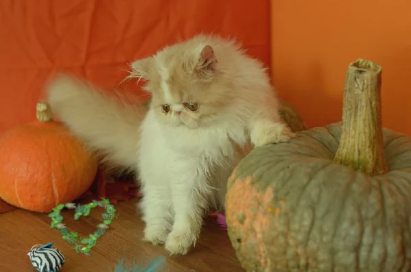 persiano maschio crema e bianco | Foto 1