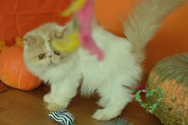 persiano maschio crema e bianco | Foto 0