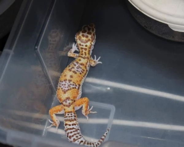 geco leopardino | Foto 0