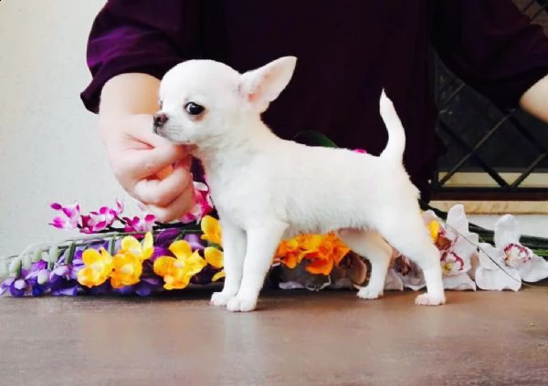 vendita cuccioli di chihuahua nero e bianco crema con pedigree.