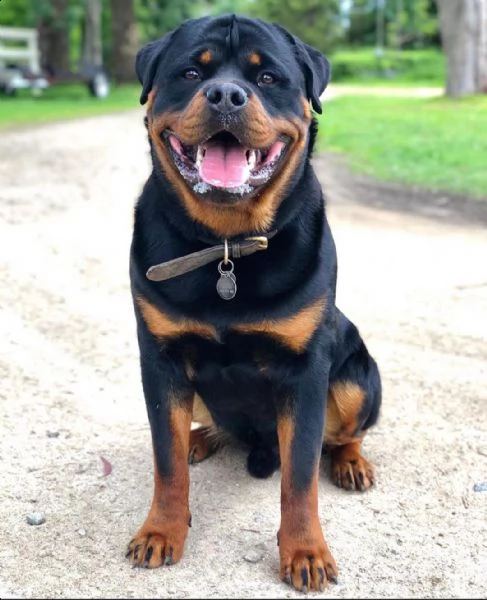 pointer cucciolo | Foto 0