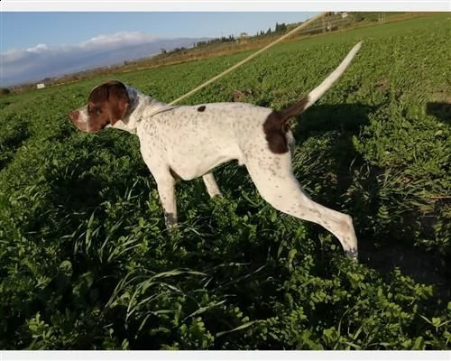 pointer cucciolo