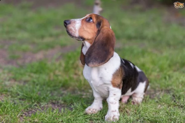 adorabili cuccioli di cocker spaniel maschi e femmine