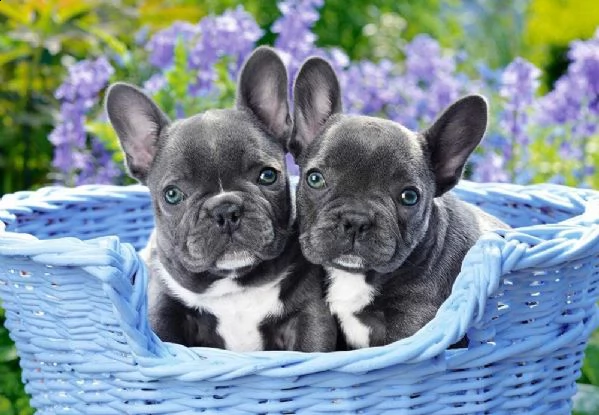 vendita cucciolo cuccioli di bouledogue francese (colore blu) 100%