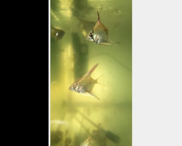 pesci scalari 4€ | Foto 0