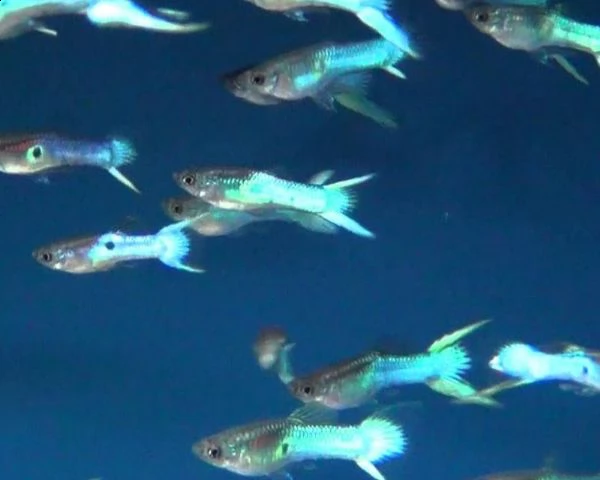 pesci tropicali allevati in casa