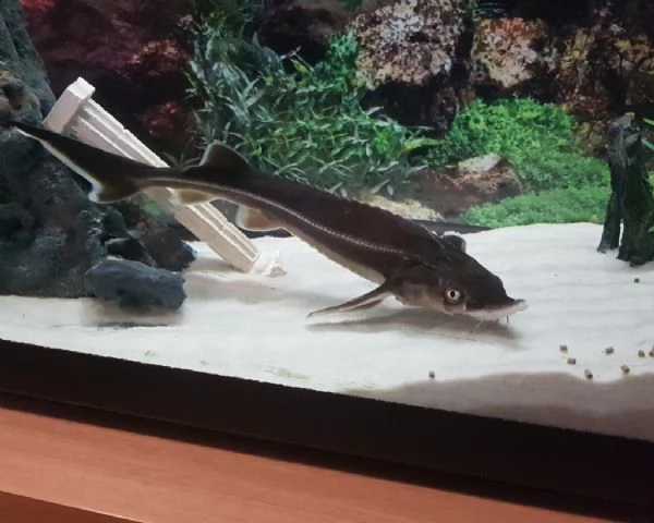 scambio e vendo storione