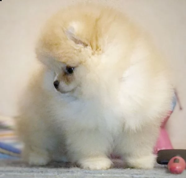 regalo maltese[at][at]()(( | Foto 0