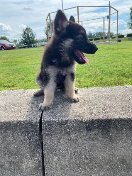 vendita cucciolo pastore tedesco