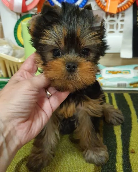 regalo  cuccioli yorkie 