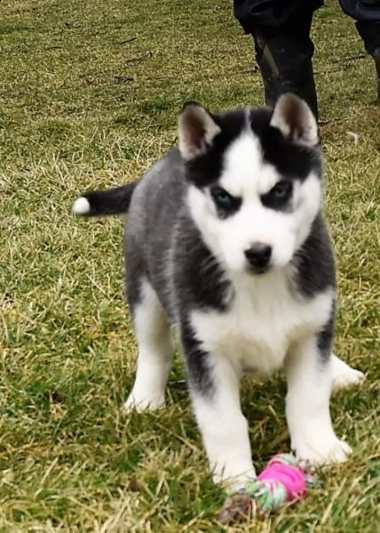 vendita cuccioli di siberian husky 