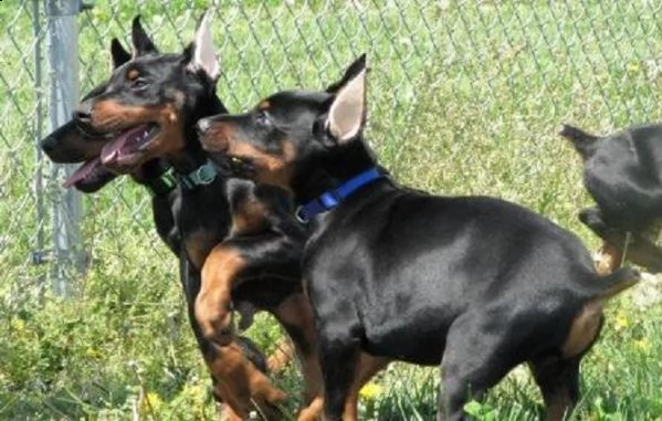 cuccioli di dobermann