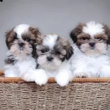 shih tzu