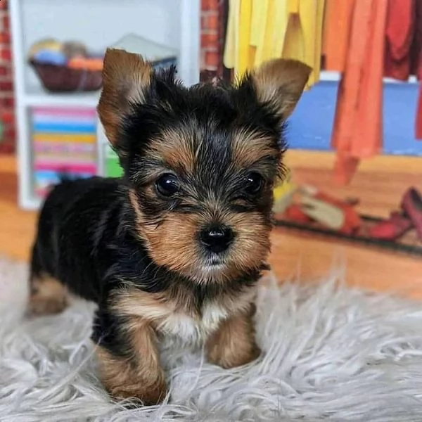 regalo piccoli cuccioli di yorkie toy
