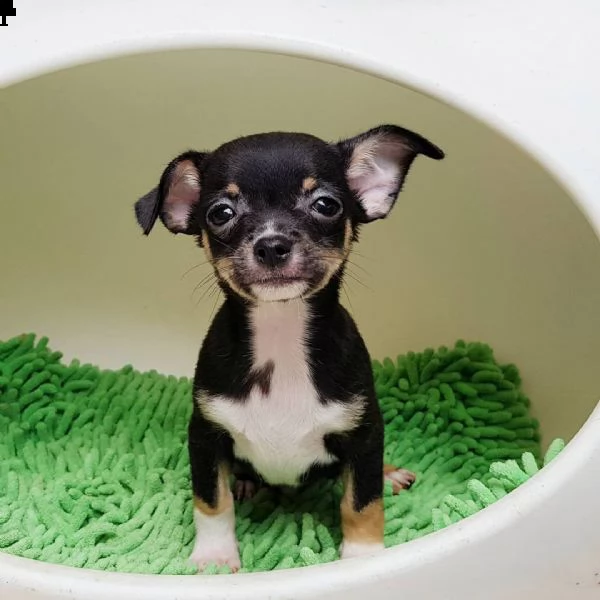 regalo cucciolo di chihuahua 
