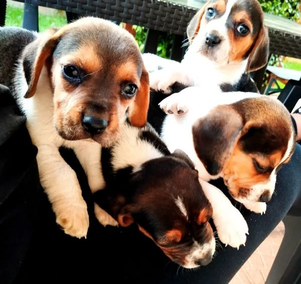 Cuccioli Beagle | Foto 3