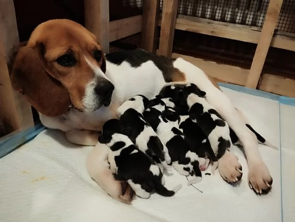 Cuccioli Beagle | Foto 2