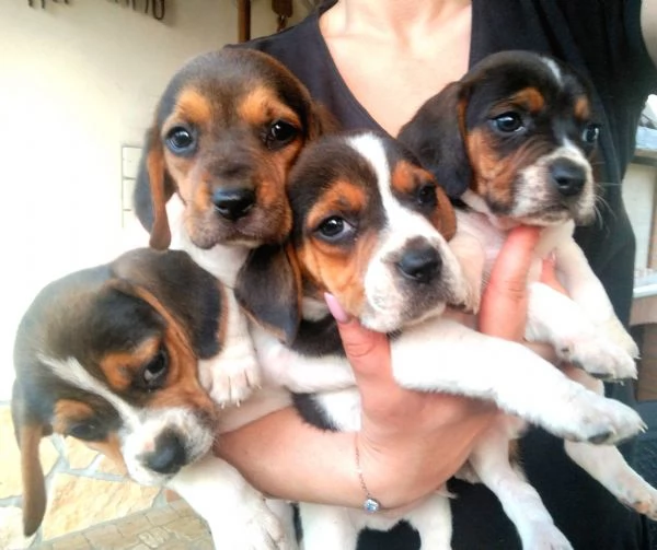 Cuccioli Beagle | Foto 1