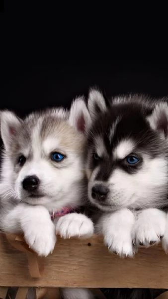   regalo cuccioli siberian husky maschio e femmina