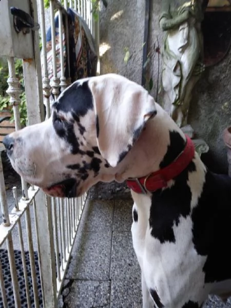 alani neri maschio e femmina, più femmina arlecchina di 11 mesi