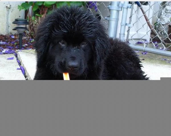 email : ameliajefferson80[at]gmail[.com] adorabili cuccioli di terranova femminucce e maschietti disponib