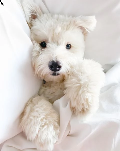 mini tazza da tè maltese maschio e femmina cuccioli bianchi 