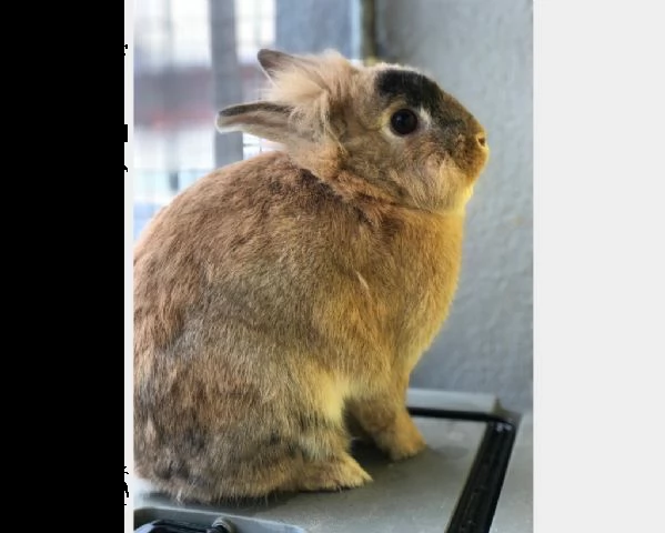 meravigliosi coniglietti cercano casa