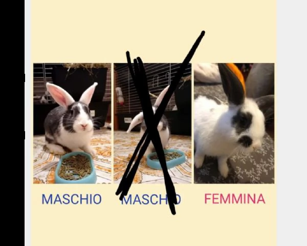 meravigliosi coniglietti cercano