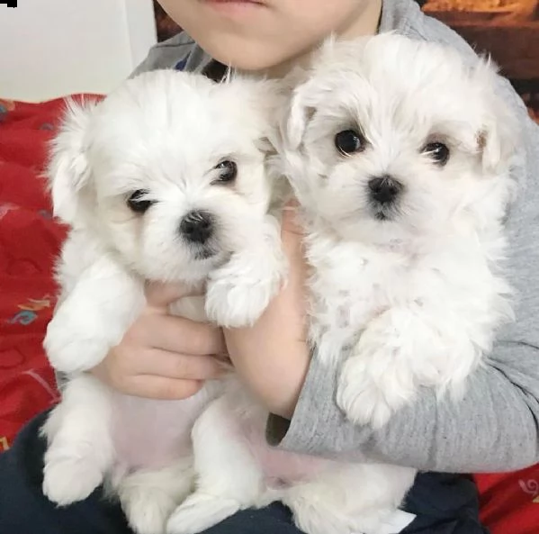 cuccioli maltese toy bianchi 