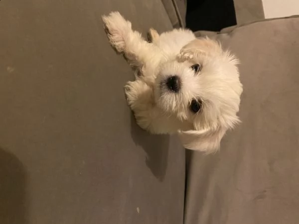 cuccioli maltese toy bianchi  | Foto 1