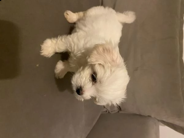 cuccioli maltese toy bianchi  | Foto 0