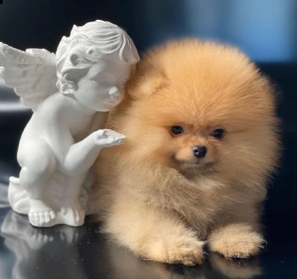 regalo  volpino pomerania mini toy ***** | Foto 0