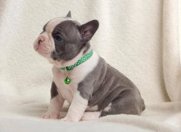   regalo bulldog inglese cuccioli con pedigree