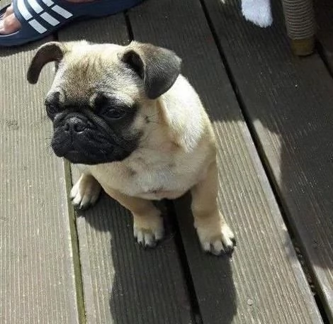 cucciola di carlino disponibile  | Foto 1