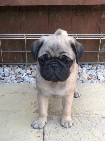 cucciola di carlino disponibile 